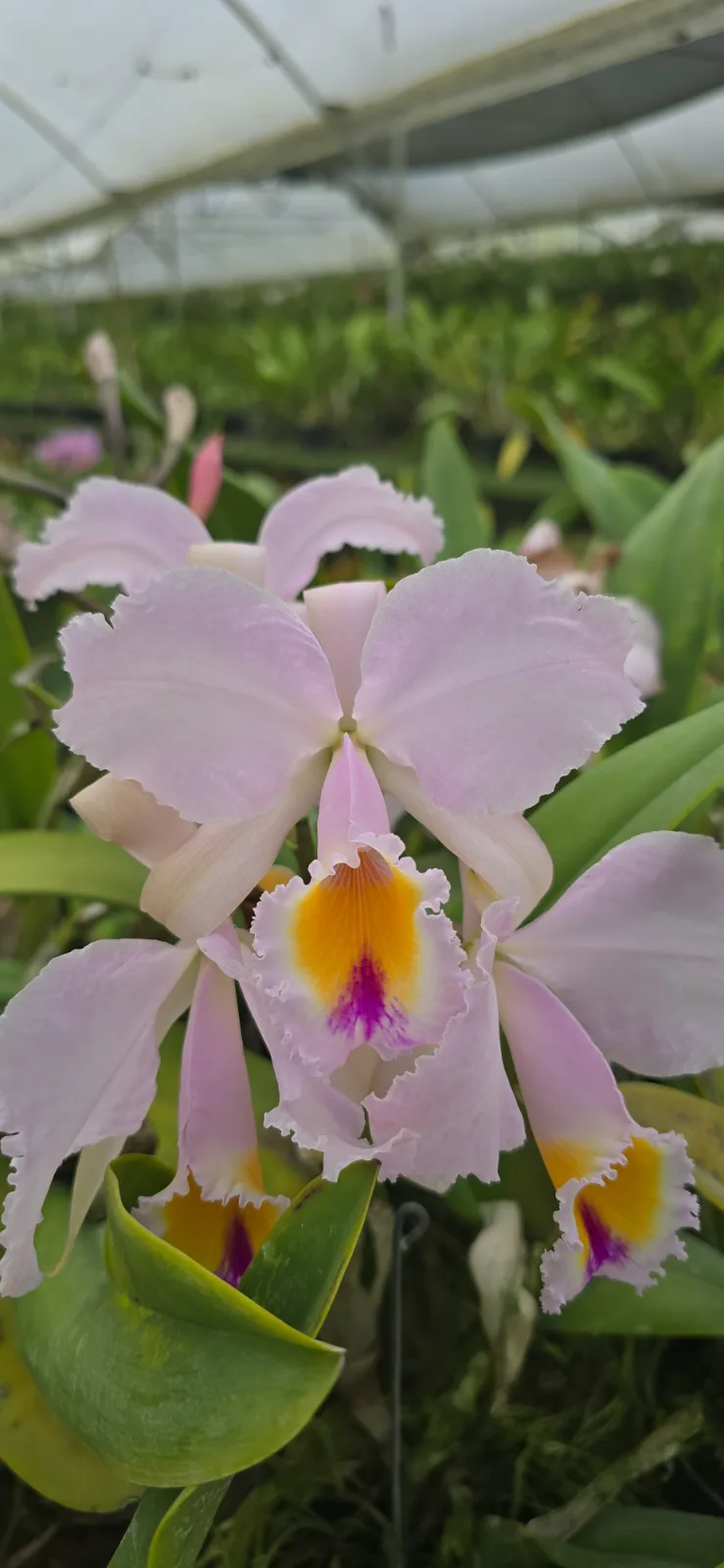 CATTLEYA SCHROEDERAE TIPO 'PESTAÑA'