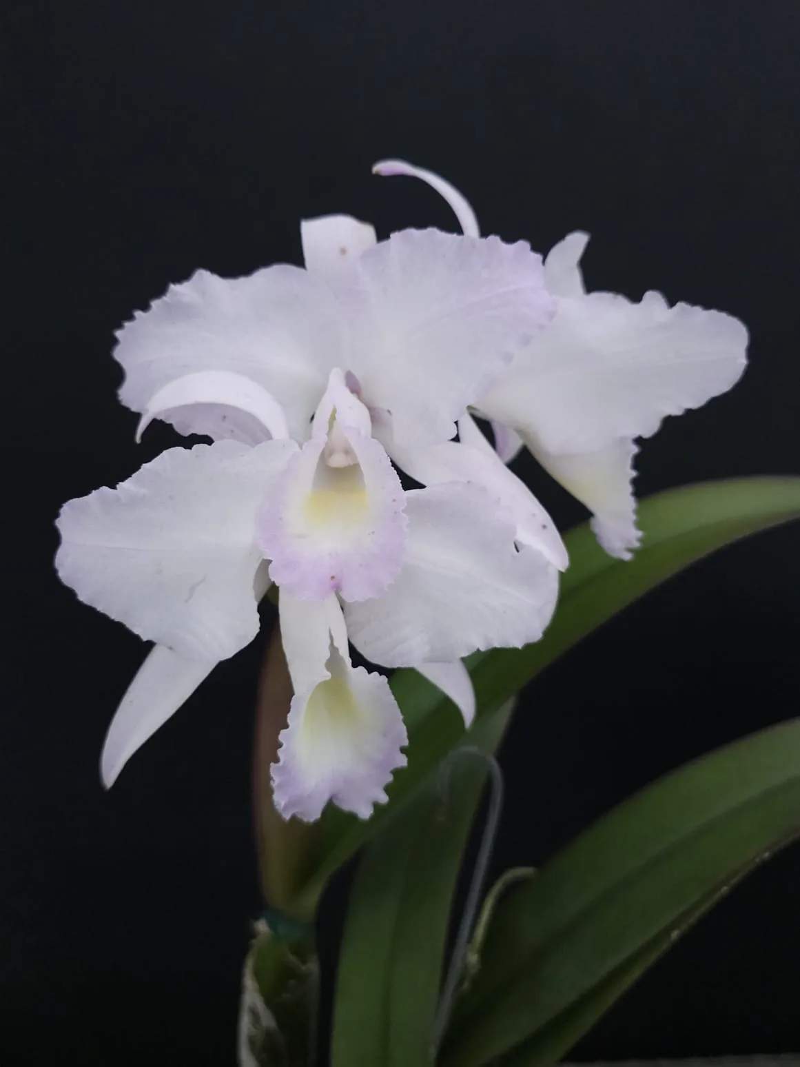 CATTLEYA TRIANAE CONCOLOR 'SORBETE'
