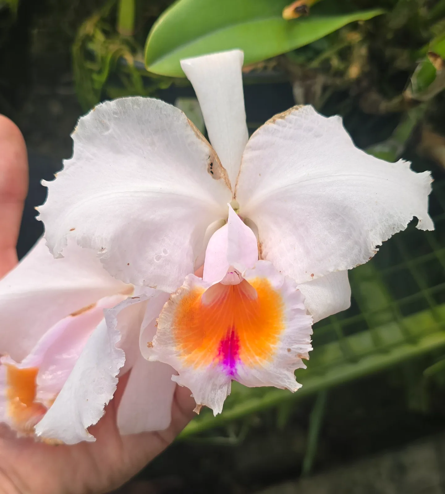 CATTLEYA SCHROEDERAE SEMI-ALBA 'SIN MOTIVO'