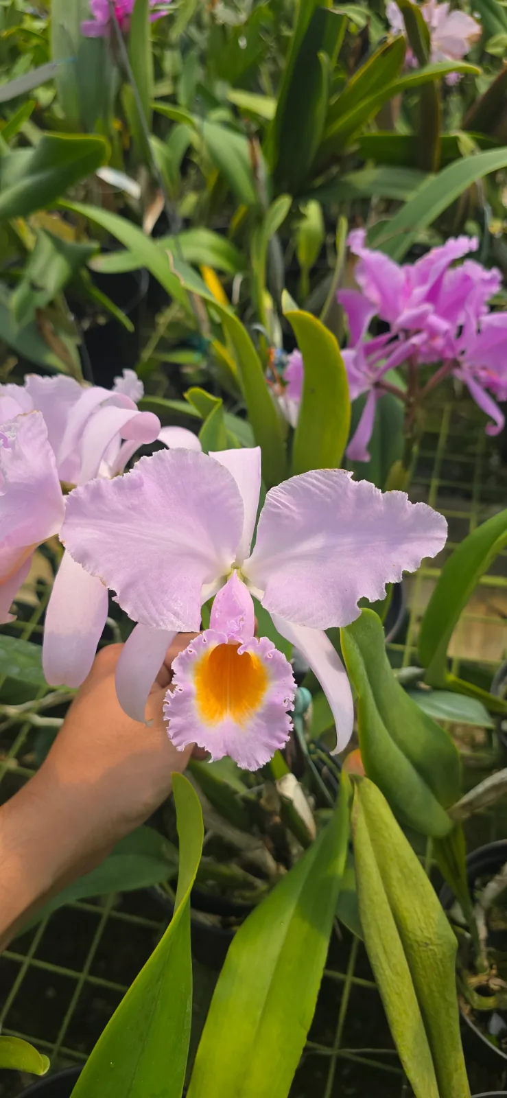 CATTLEYA SCHROEDERAE TIPO 'PARDINA'