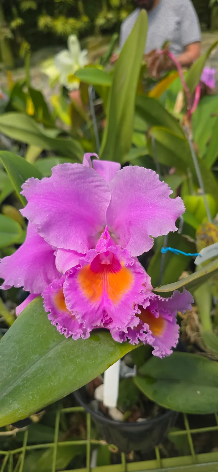 CATTLEYA SCHROEDERAE RUBRA 'DOS SOLES'