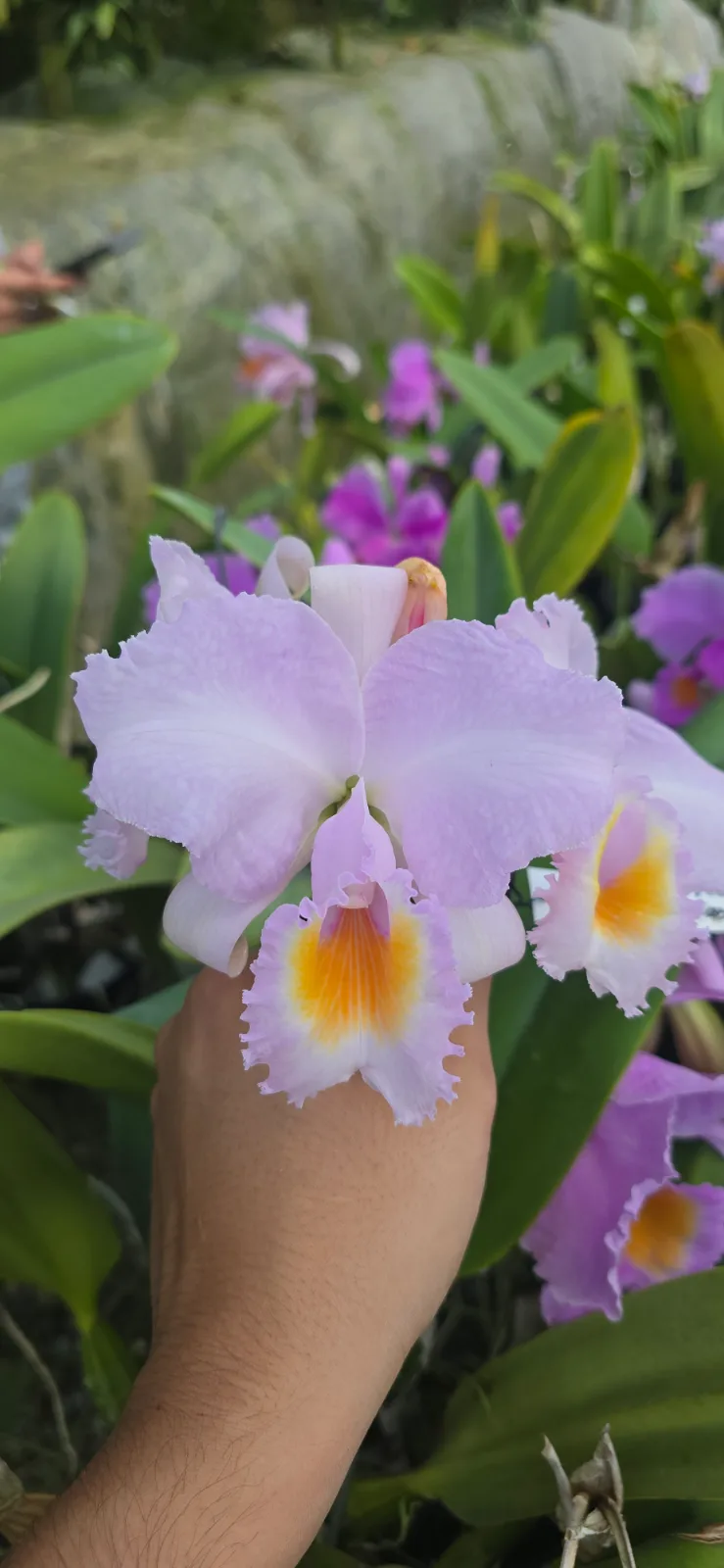 CATTLEYA SCHROEDERAE TIPO 'LABIO RARO'