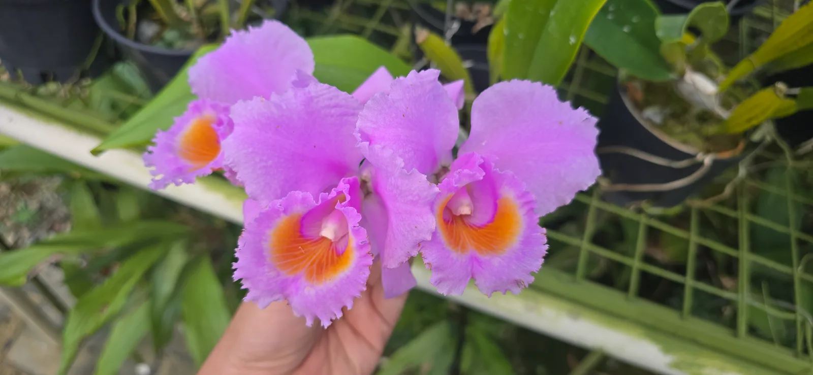 CATTLEYA SCHROEDERAE RUBRA 'RAYMUNDA'