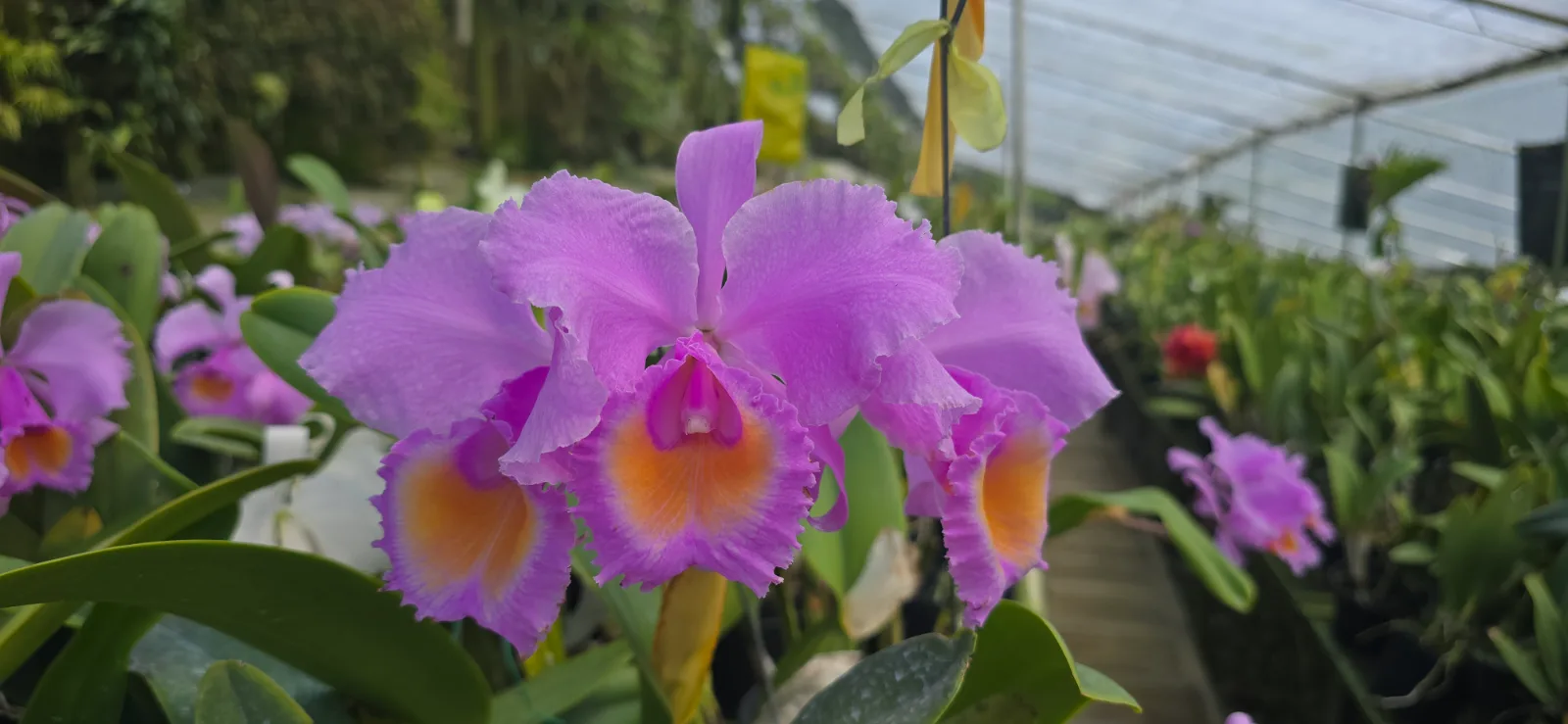 CATTLEYA SCHROEDERAE RUBRA 'MANIZALITA BEST'