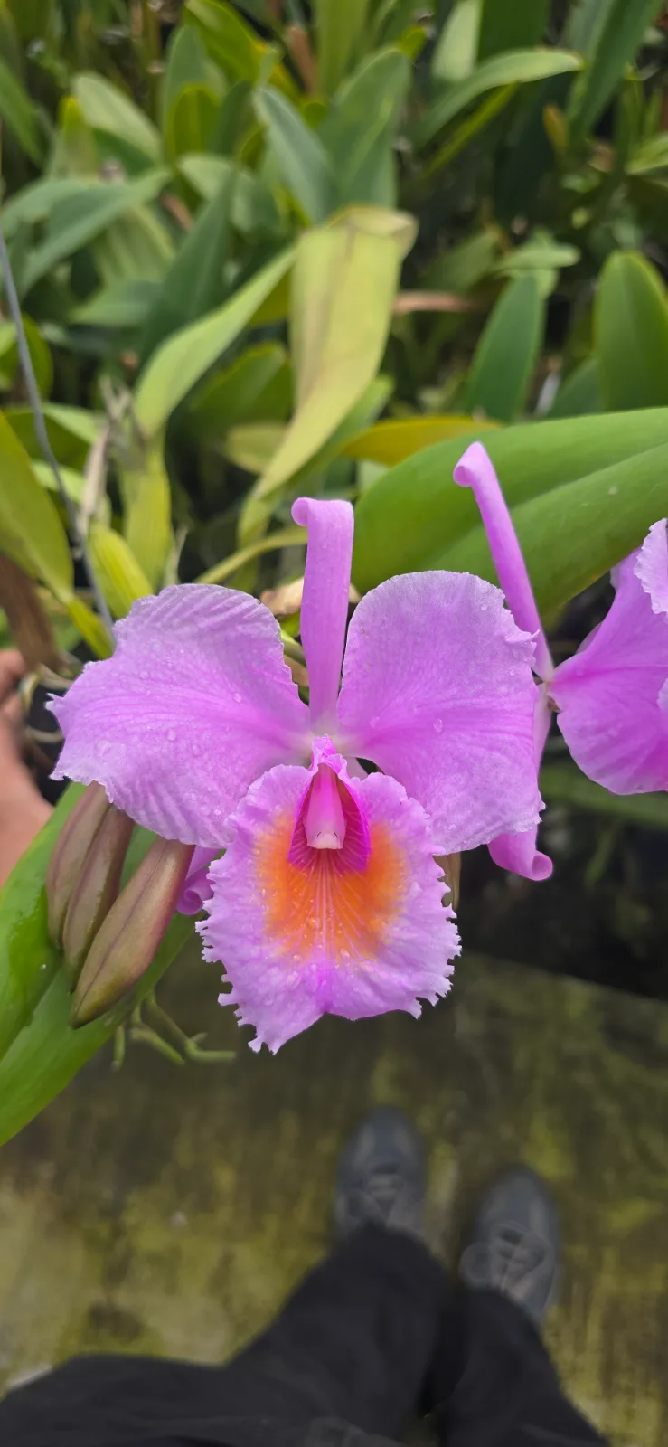 CATTLEYA SCHROEDERAE RUBRA 'TACITURNA'