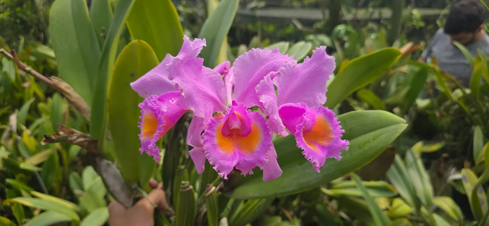 CATTLEYA SCHROEDERAE RUBRA 'CALEIDOSCOPIO'