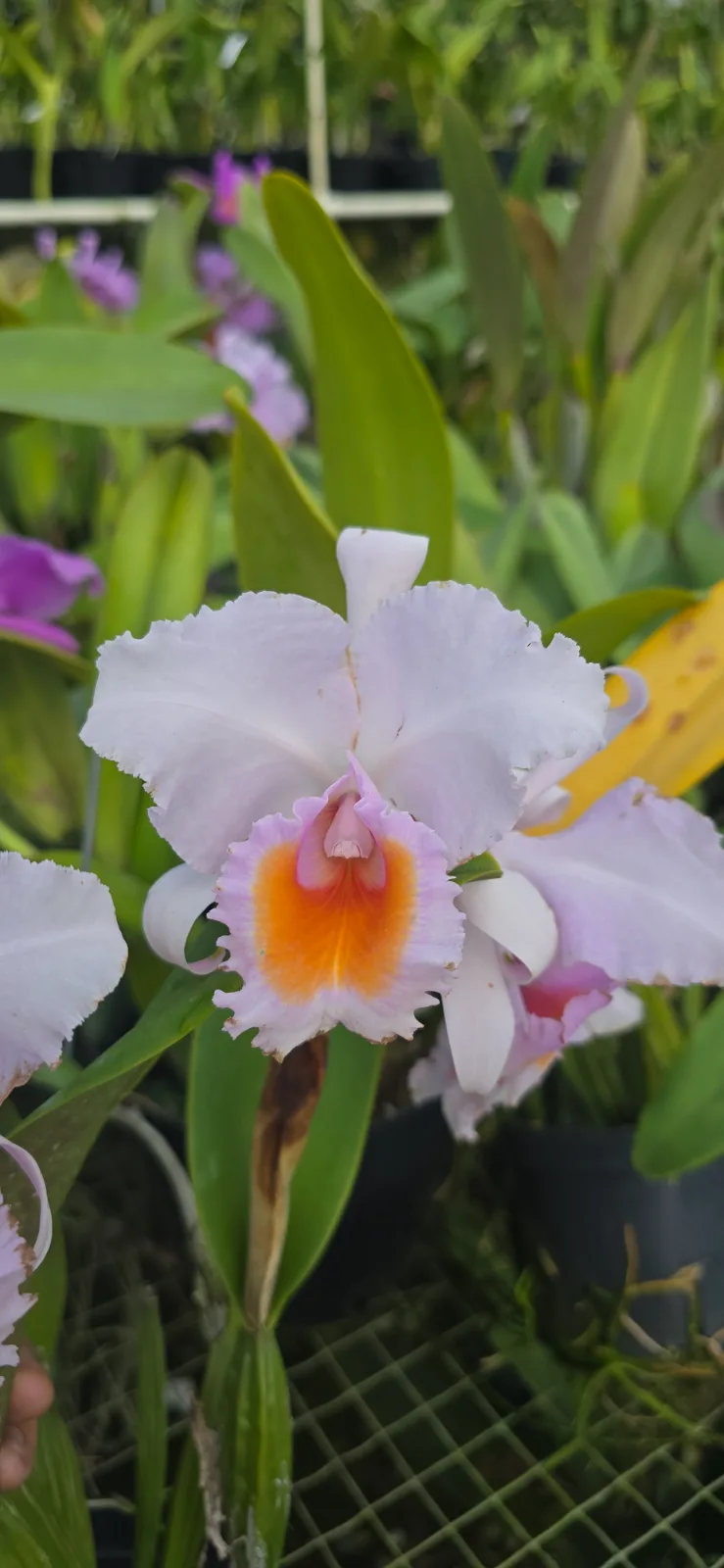 CATTLEYA SCHROEDERAE TIPO 'BLANCA RUBOR'