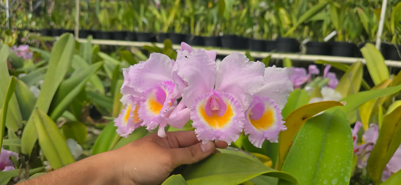 CATTLEYA SCHROEDERAE TIPO 'CAMINANTE'