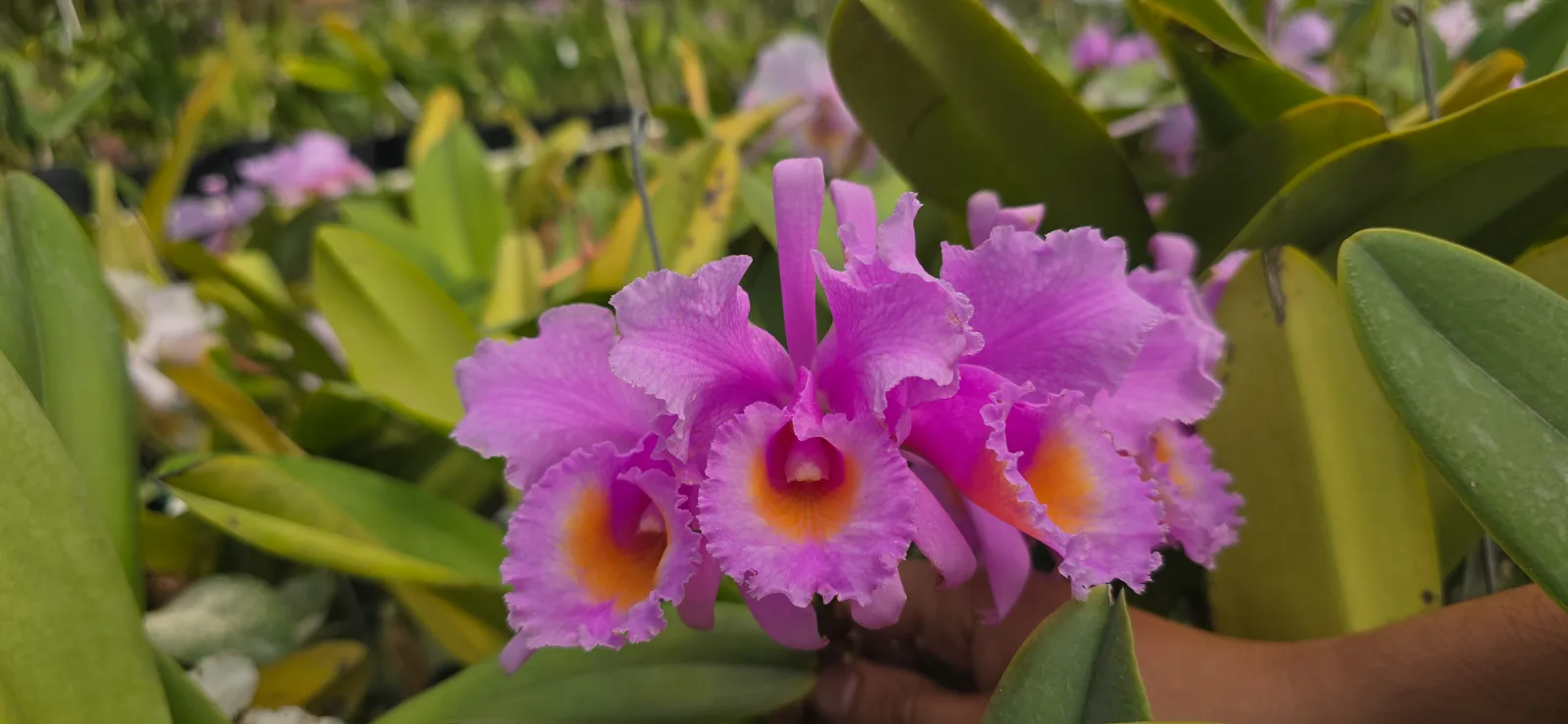 CATTLEYA SCHROEDERAE RUBRA 'LA ARENOSA'