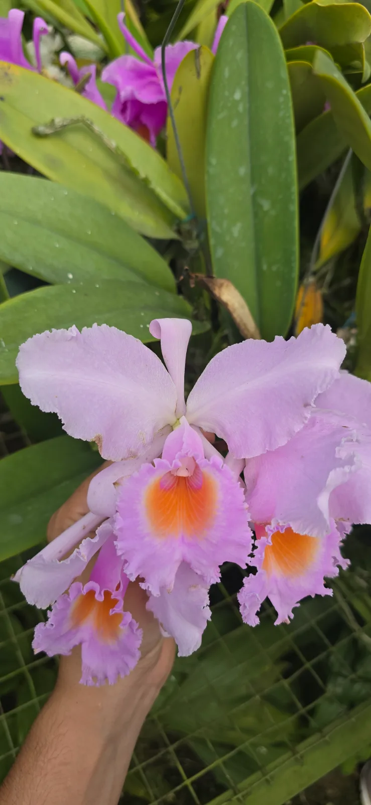 CATTLEYA SCHROEDERAE TIPO 'SOLEMNE'