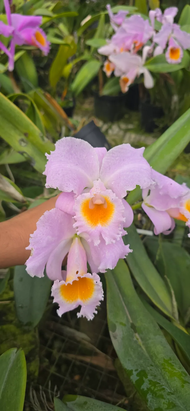 CATTLEYA SCHROEDERAE TIPO 'MANDALENA'