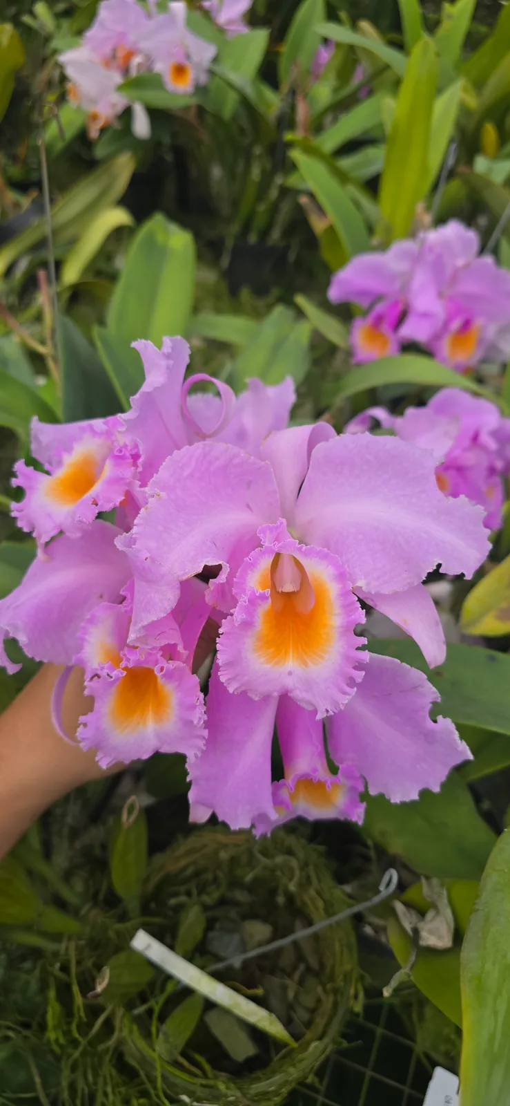CATTLEYA SCHROEDERAE RUBRA 'RIZOS'