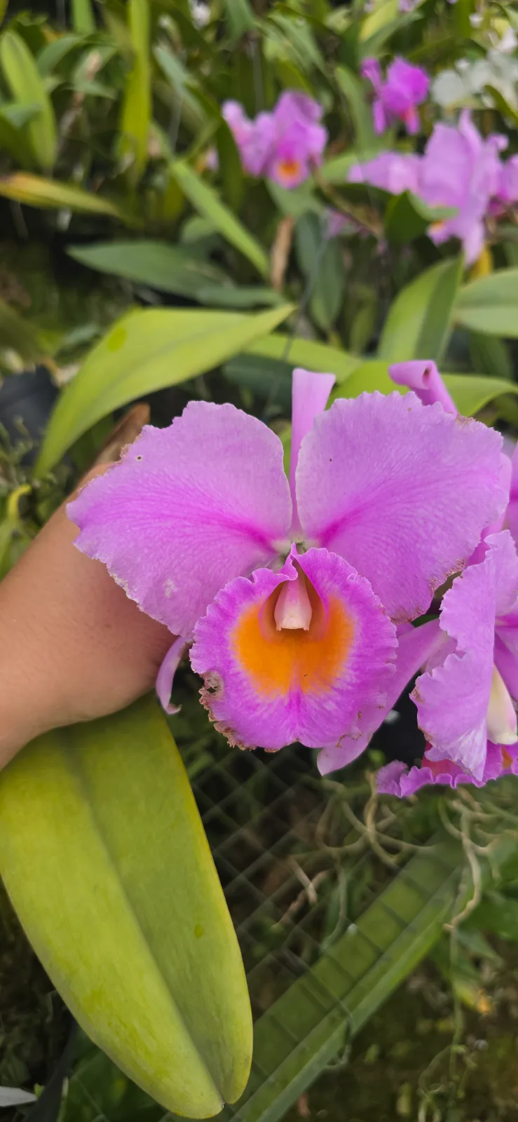CATTLEYA SCHROEDERAE RUBRA 'LECHUGA ROSA'