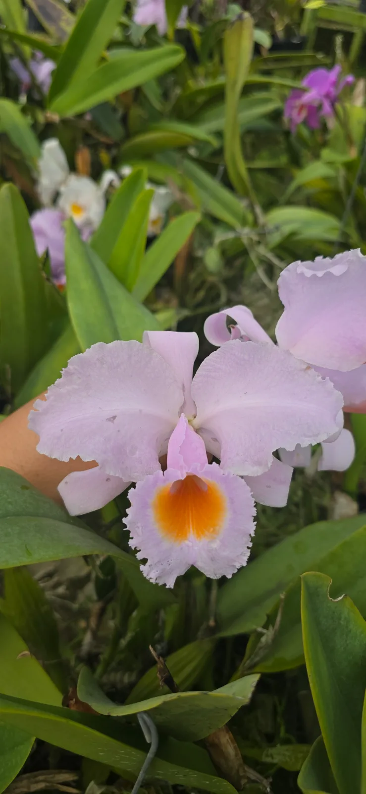 CATTLEYA SCHROEDERAE TIPO 'MAREMOTO'