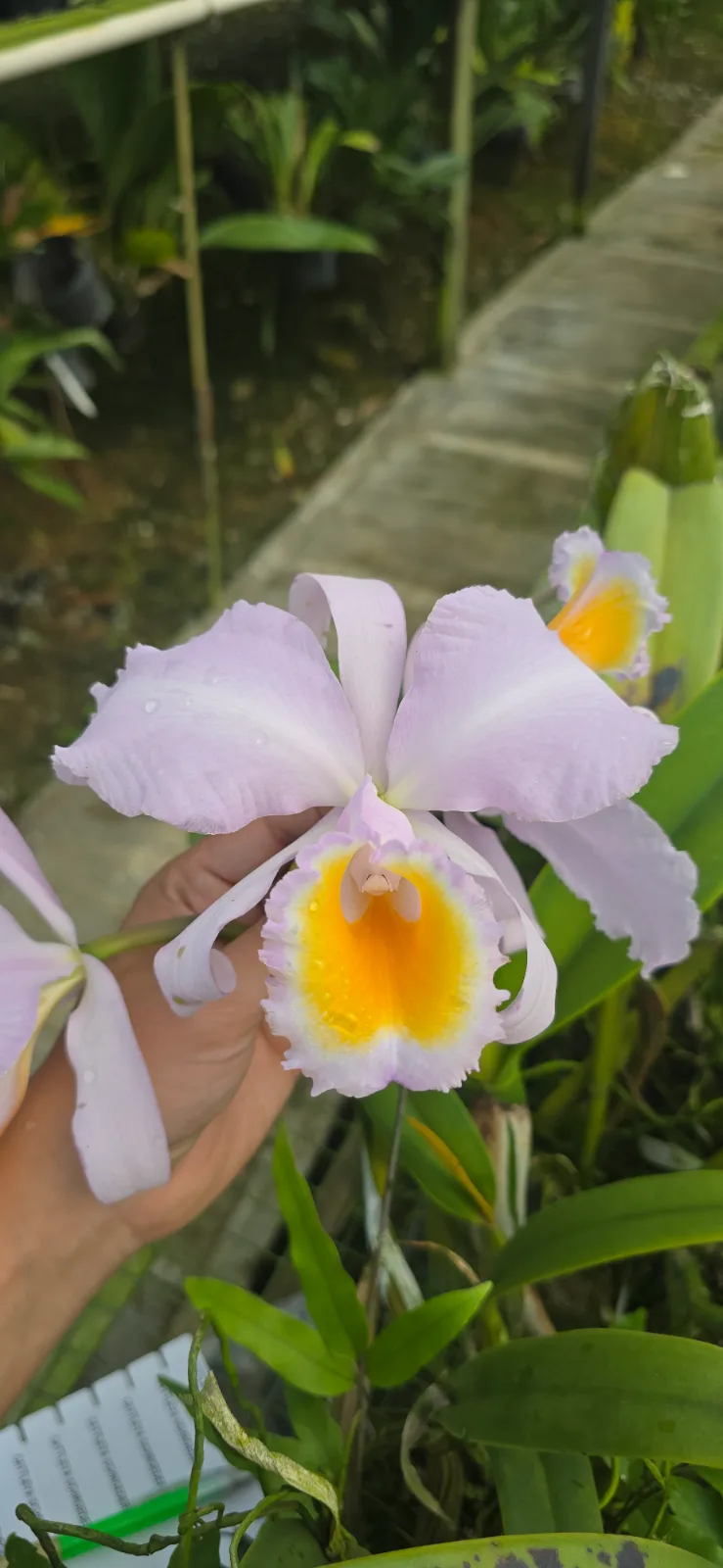 CATTLEYA SCHROEDERAE TIPO 'GARZALES'