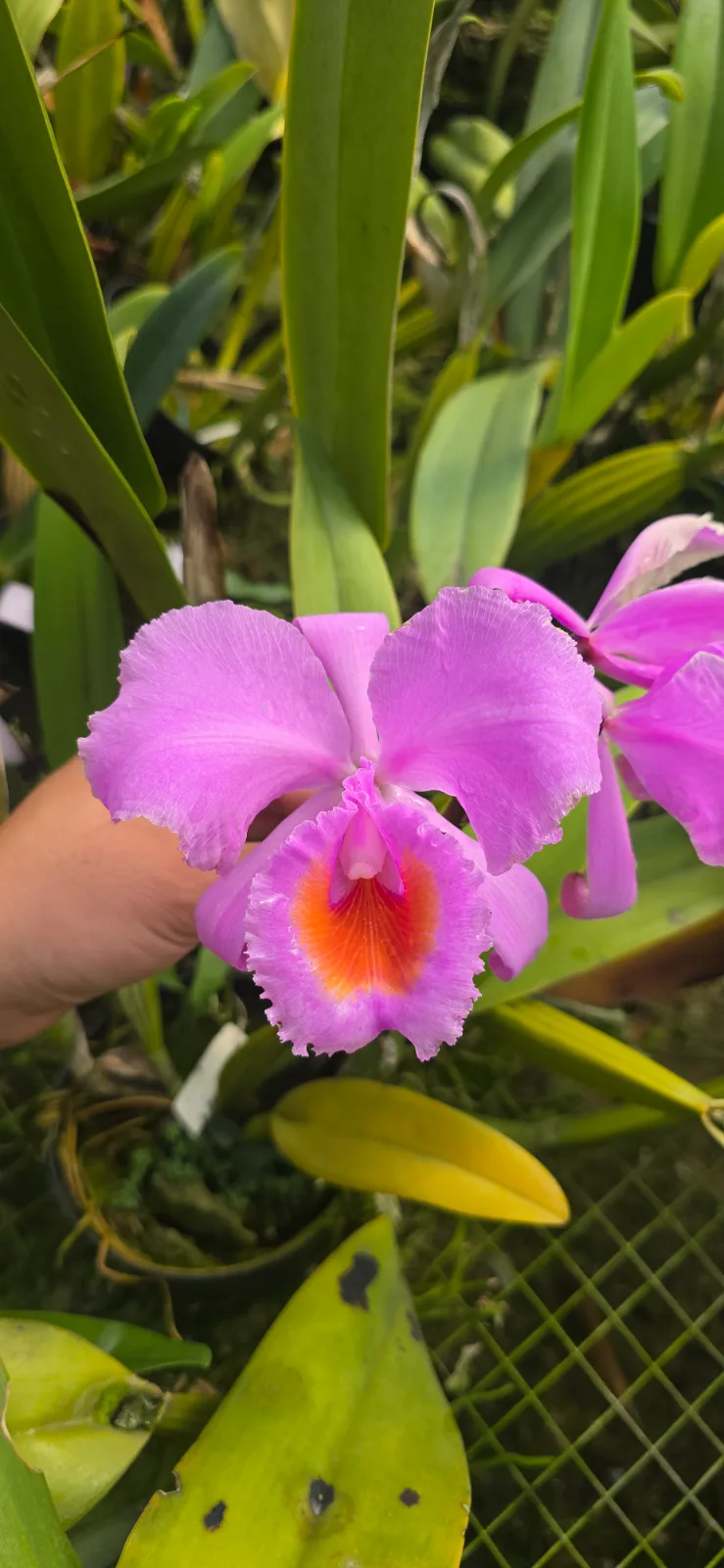 CATTLEYA SCHROEDERAE RUBRA 'MORENA'