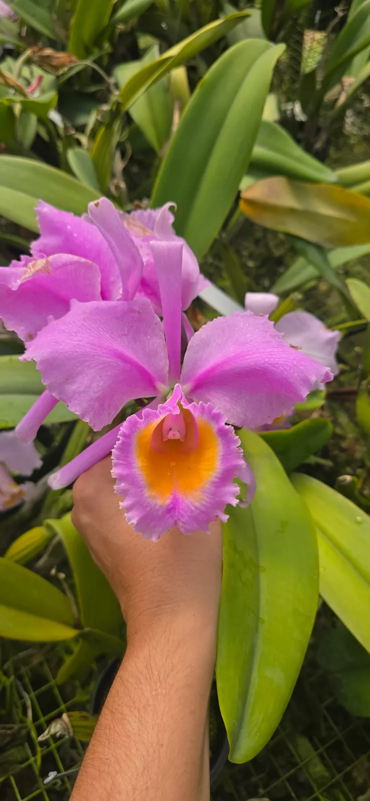 CATTLEYA SCHROEDERAE RUBRA 'GOLIAT'