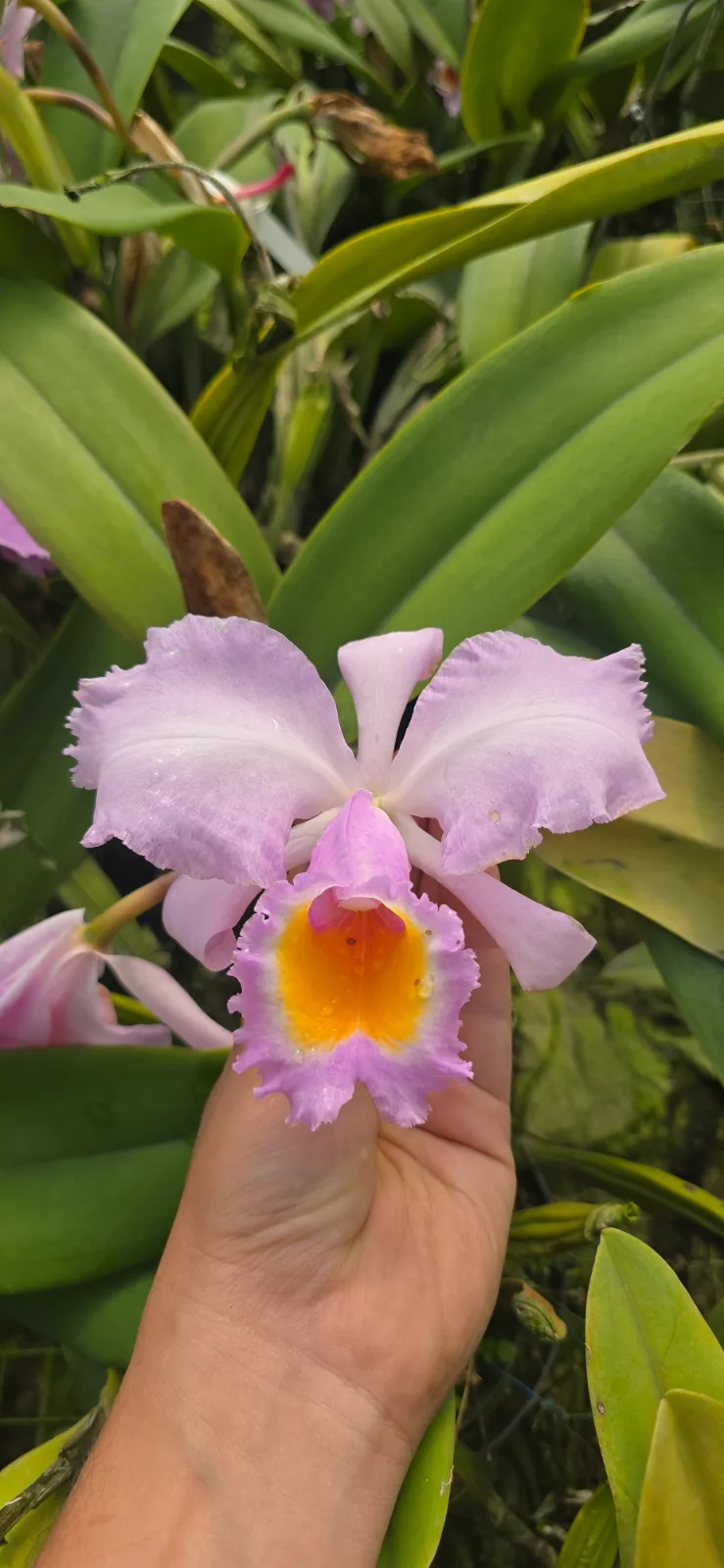 CATTLEYA SCHROEDERAE TIPO 'MAJESTIC'