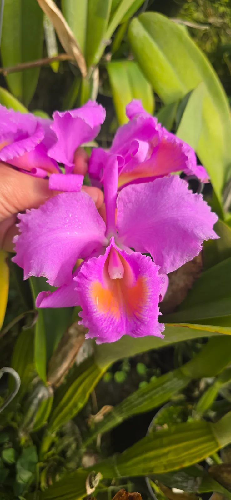 CATTLEYA SCHROEDERAE RUBRA 'TIRON'