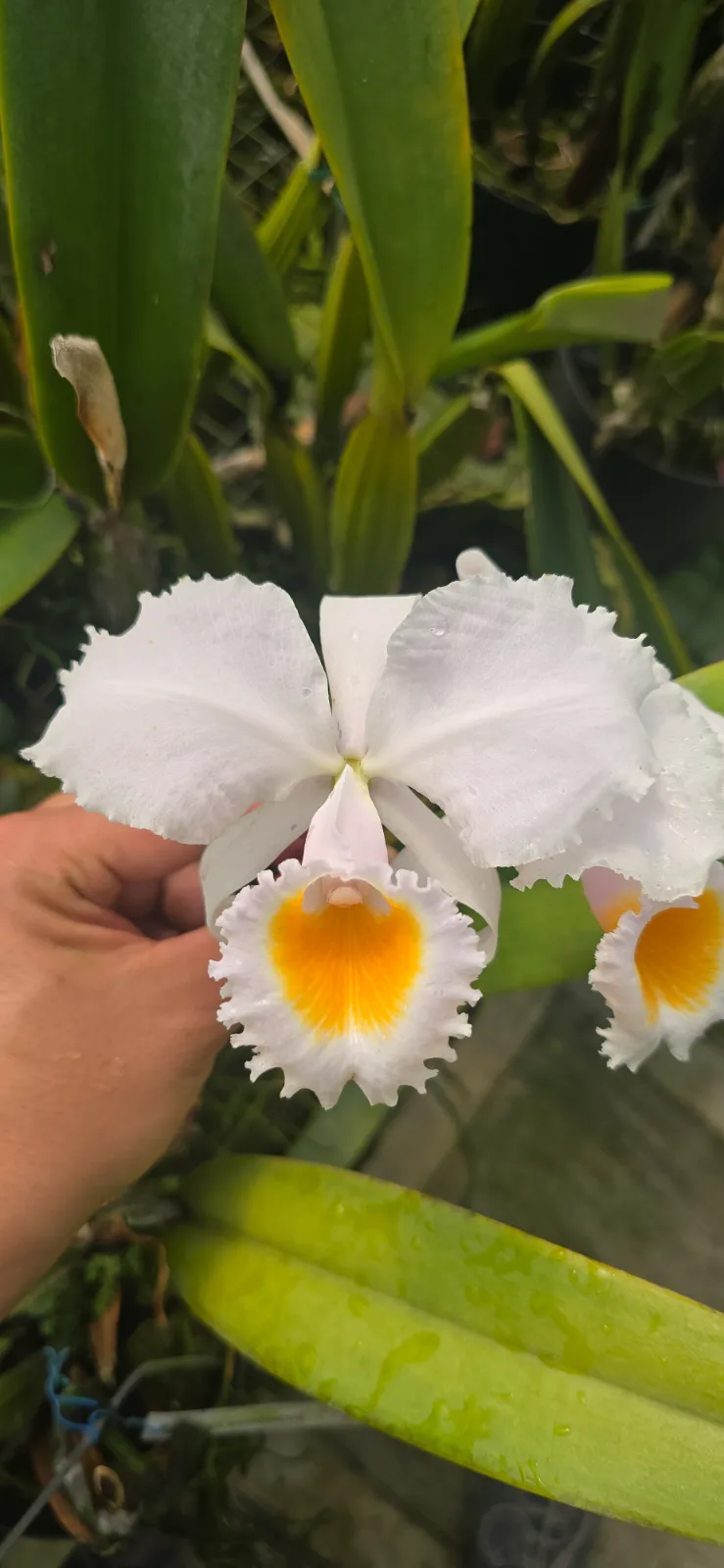 CATTLEYA SCHROEDERAE ALBA 'CAPIRA'