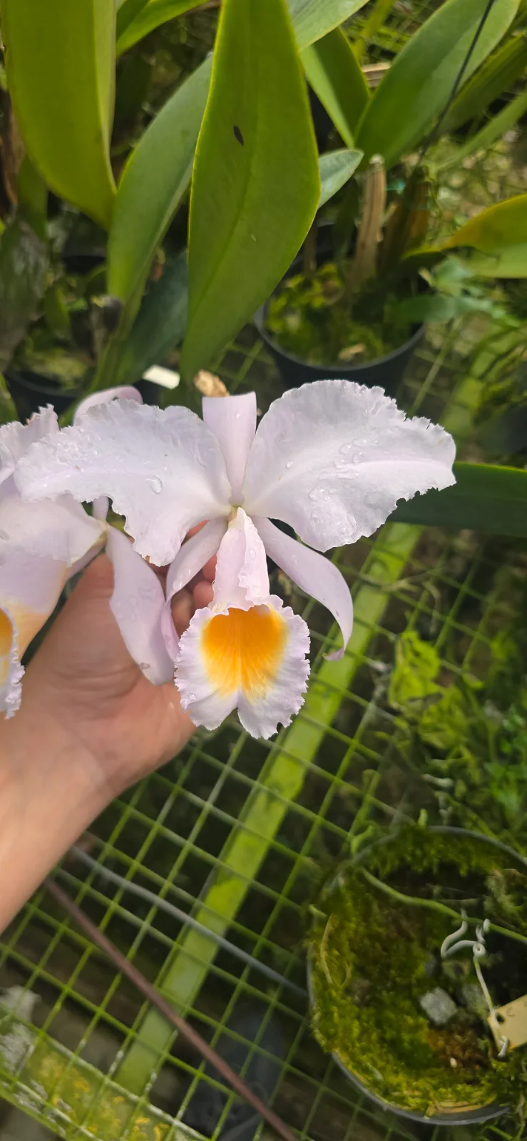 CATTLEYA SCHROEDERAE TIPO 'TEMPLARIA'