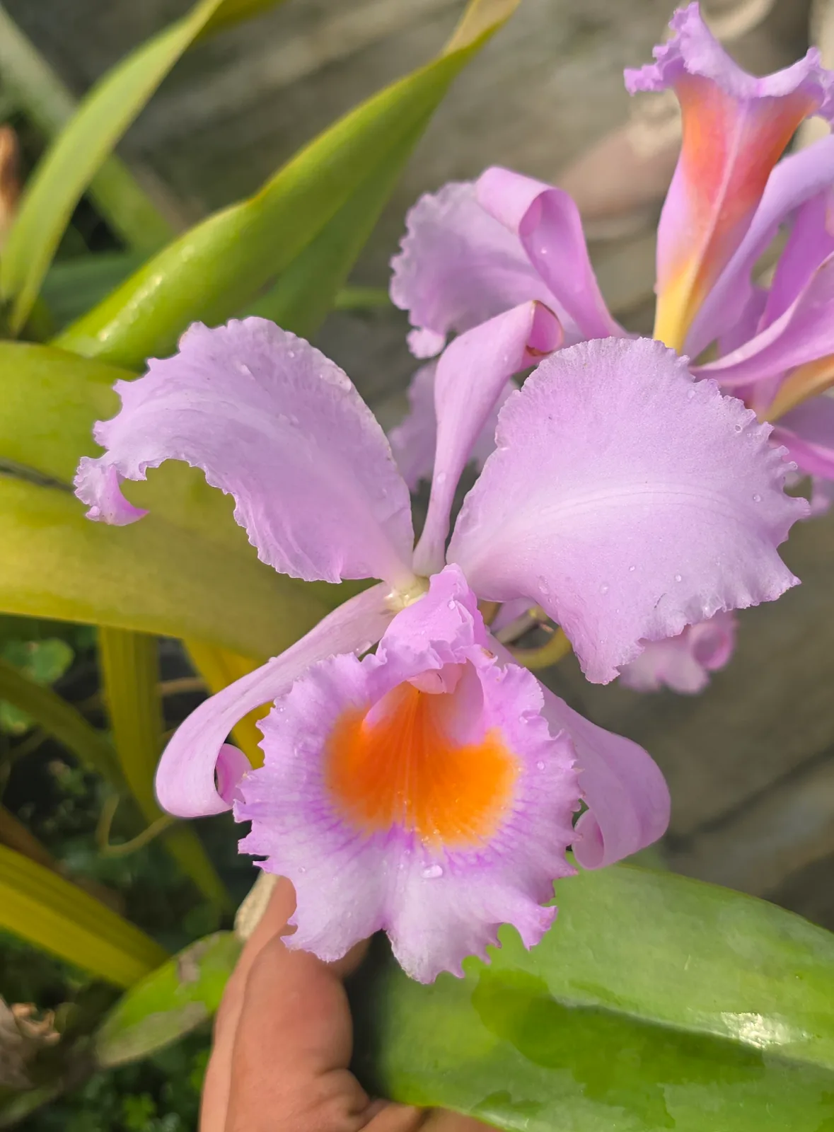 CATTLEYA SCHROEDERAE TIPO 'GIGANTE LOLA'