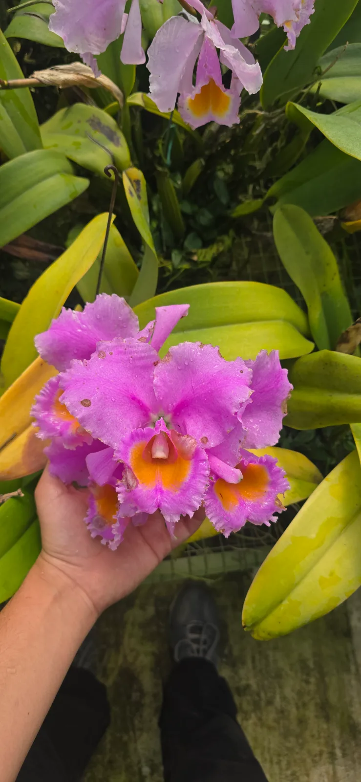 CATTLEYA SCHROEDERAE RUBRA 'GORDA'