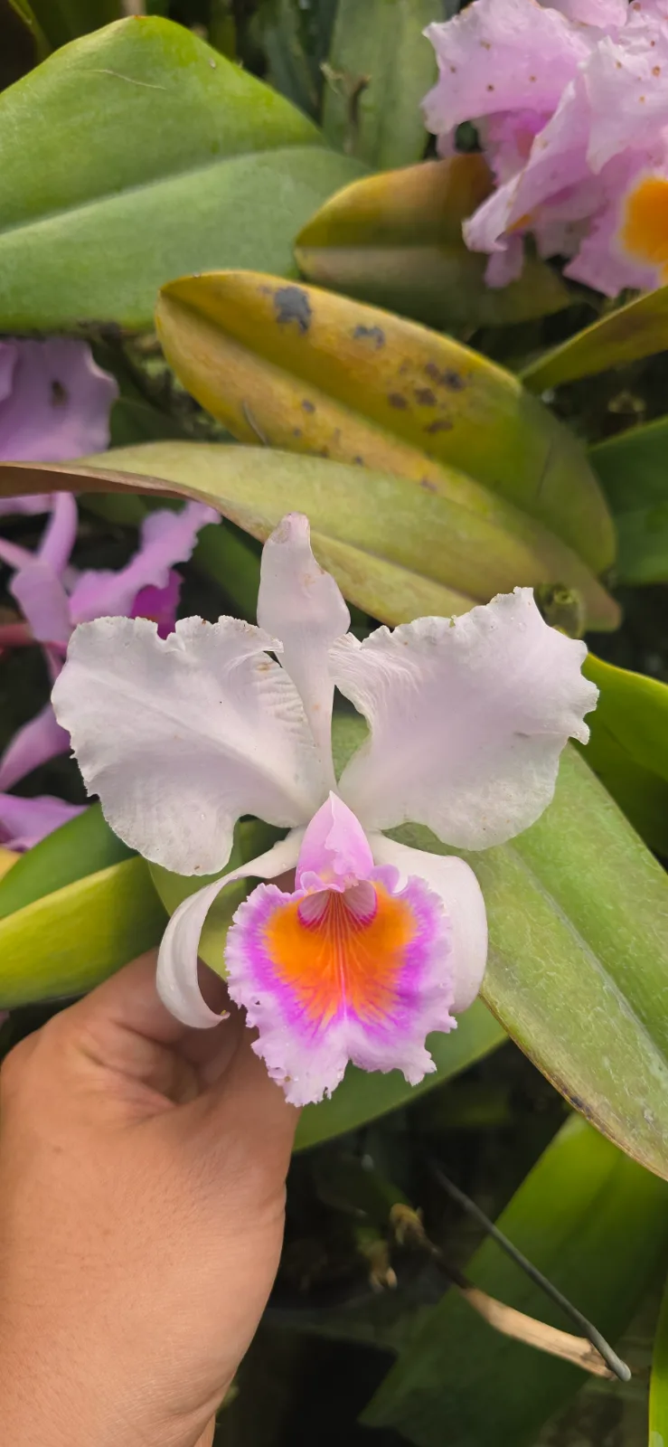 CATTLEYA SCHROEDERAE TIPO 'CORONILLA'