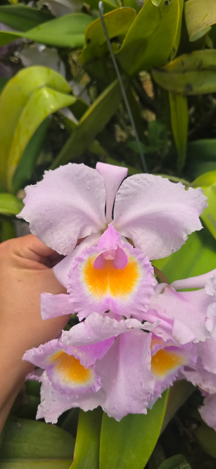 CATTLEYA SCHROEDERAE TIPO 'SUTILEZA'
