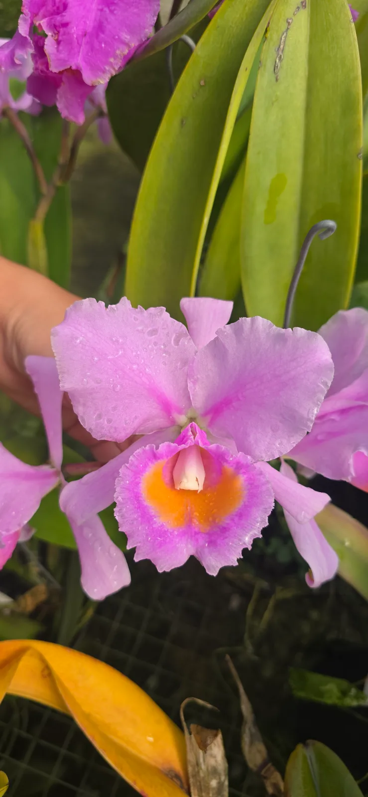 CATTLEYA SCHROEDERAE RUBRA 'LABIO BONITO'