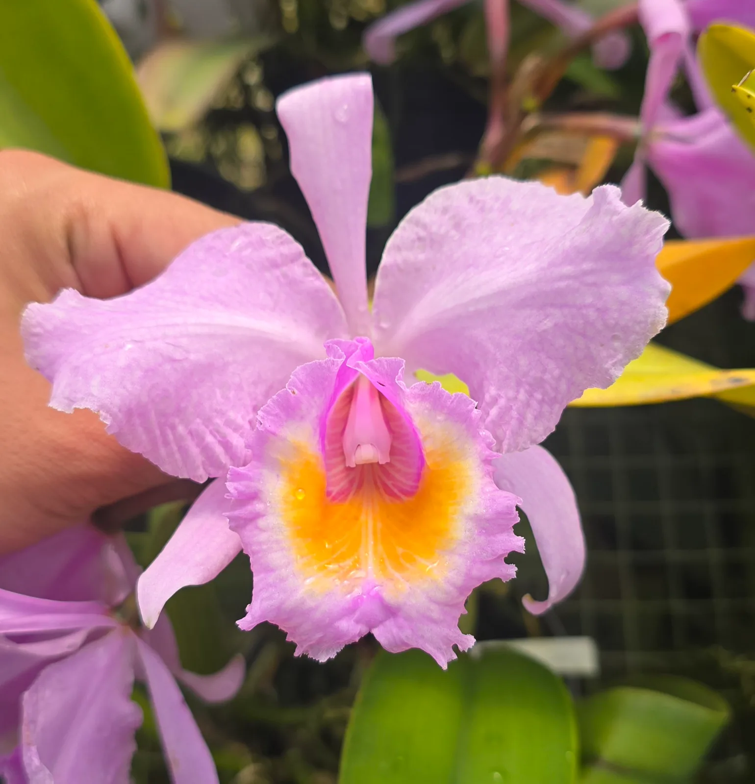 CATTLEYA SCHROEDERAE RUBRA 'EL TAO'