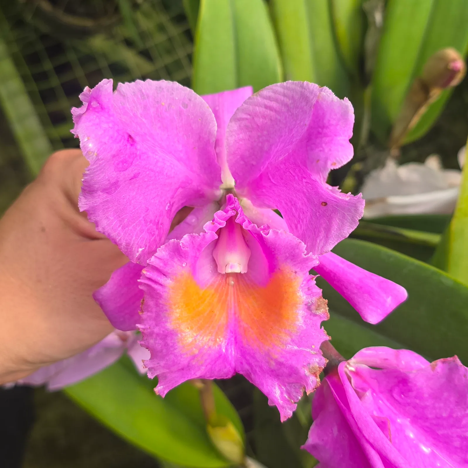 CATTLEYA SCHROEDERAE RUBRA 'RAYUELITA'