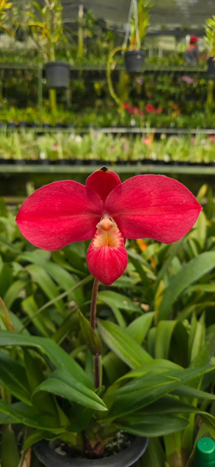 PHRAGMIPEDIUM FRITZ SCHOMBURG  'TITAN 1'