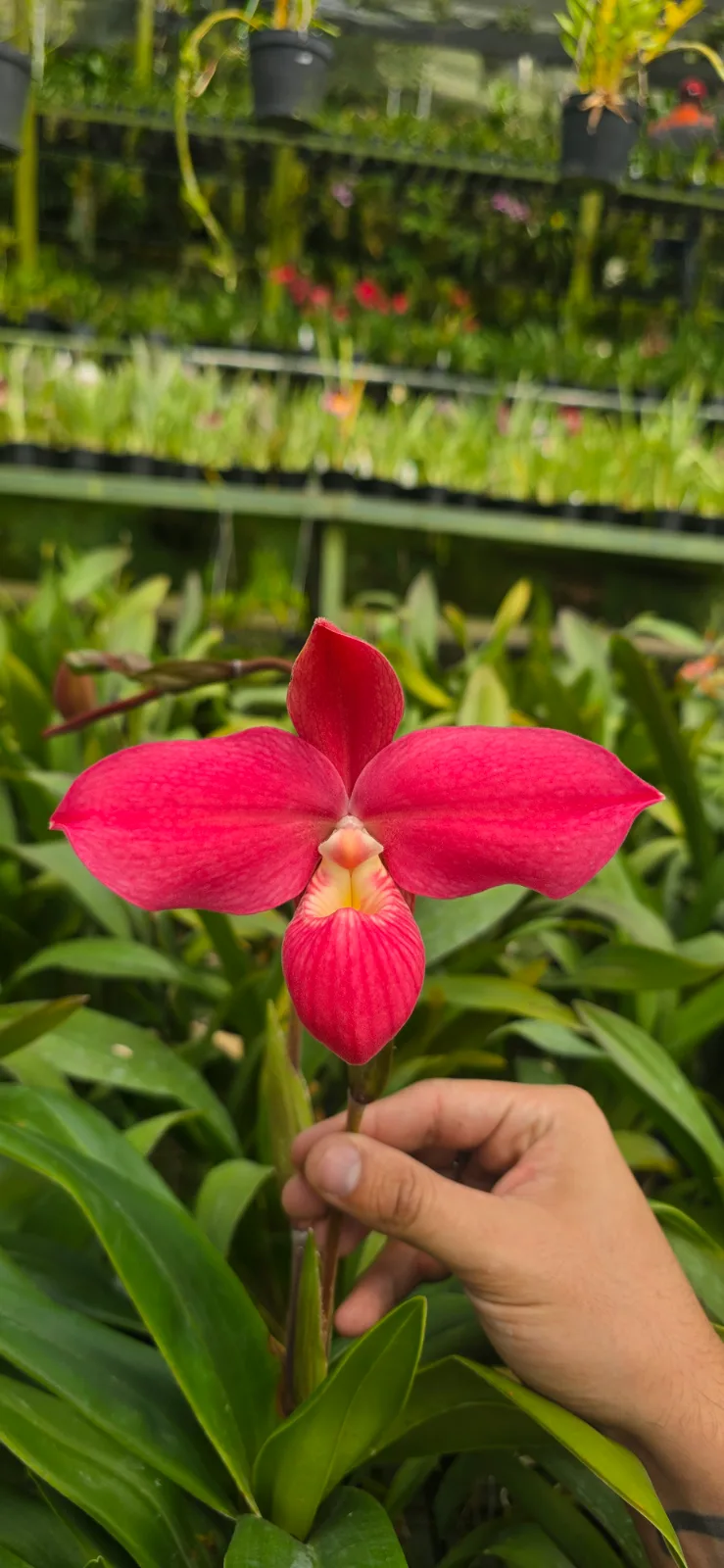 PHRAGMIPEDIUM FRITZ SCHOMBURG  'CANTARO 2'