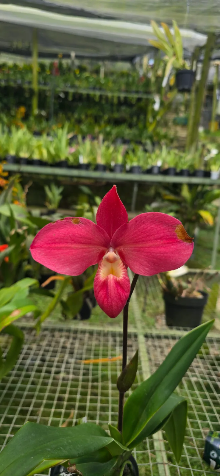 PHRAGMIPEDIUM FRITZ SCHOMBURG  'TRIVAL 3'