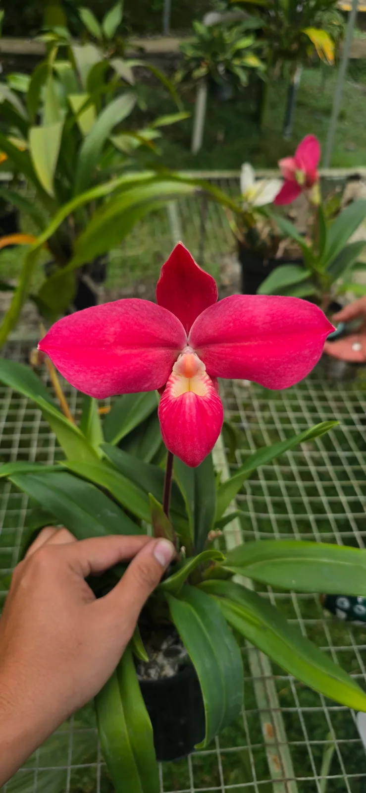 PHRAGMIPEDIUM FRITZ SCHOMBURG  'LORICARIA 4'