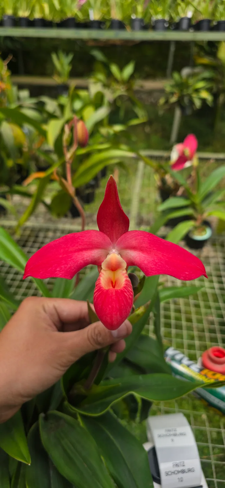 PHRAGMIPEDIUM FRITZ SCHOMBURG  'ALTUM 5'