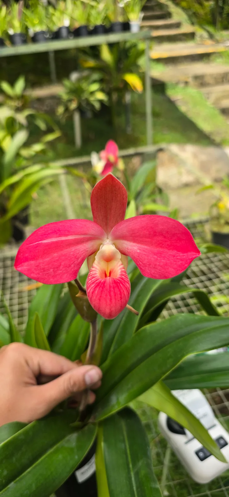PHRAGMIPEDIUM FRITZ SCHOMBURG  'MICKY 7'