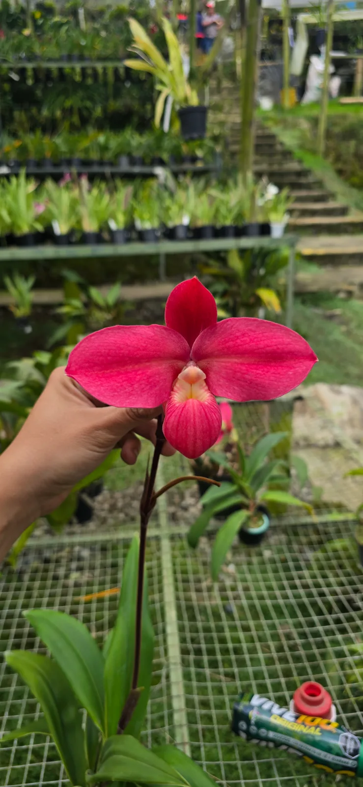 PHRAGMIPEDIUM FRITZ SCHOMBURG  'HORITZ 9'