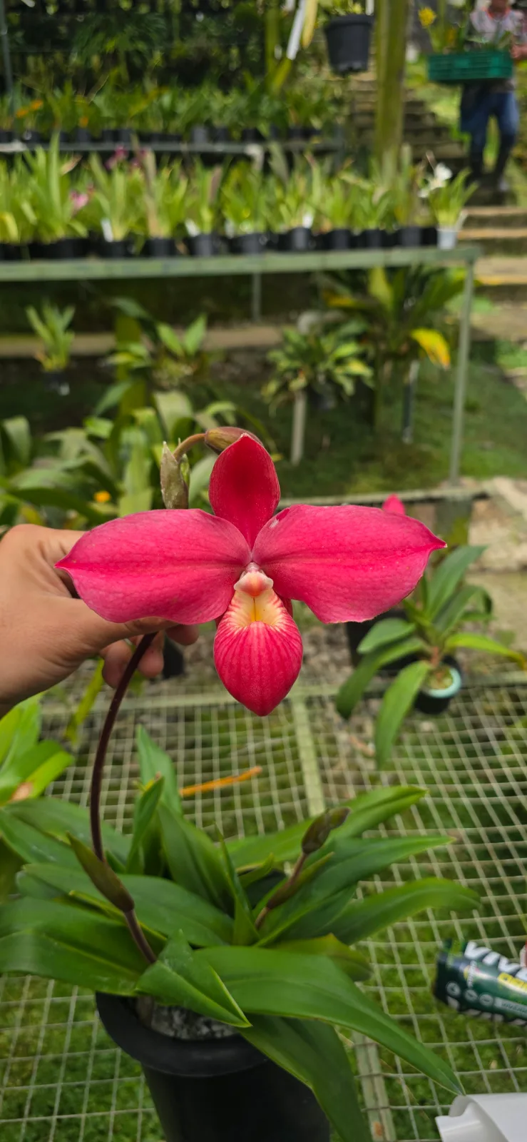 PHRAGMIPEDIUM FRITZ SCHOMBURG  'RIOCA 10'