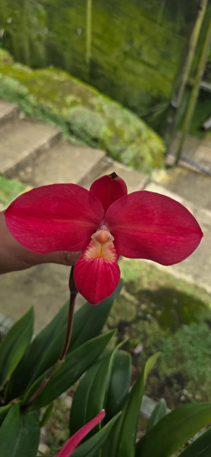 PHRAGMIPEDIUM FRITZ SCHOMBURG  'ERIDIA 12'