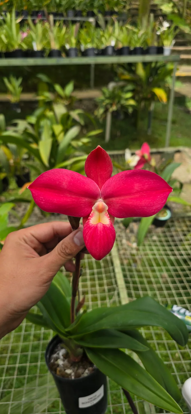 PHRAGMIPEDIUM FRITZ SCHOMBURG  'TURICON 11'