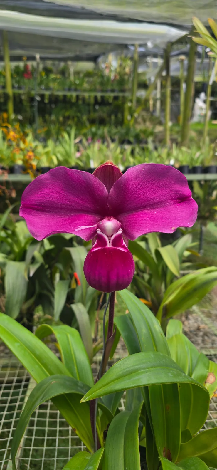 PHRAGMIPEDIUM KOVACHII  'GIGAS 1'