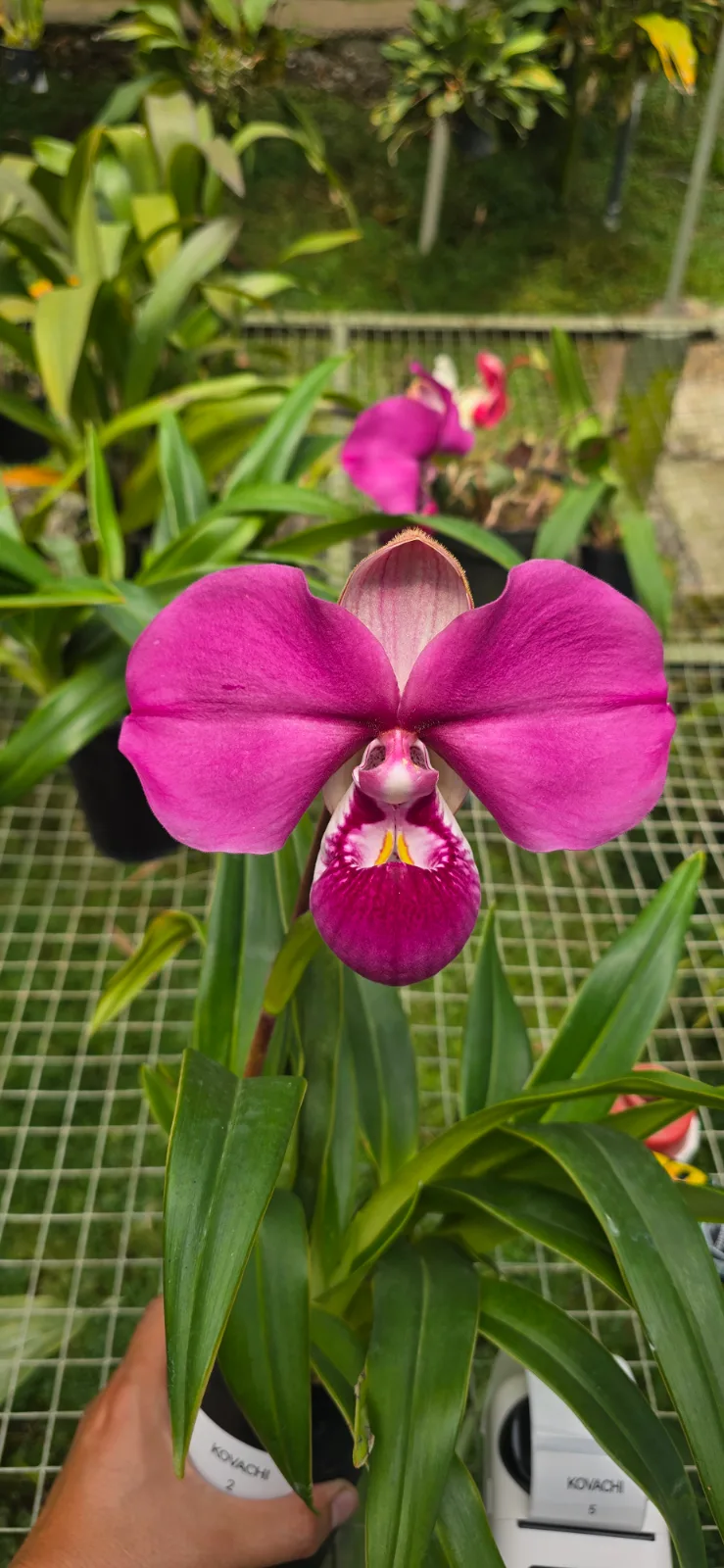 PHRAGMIPEDIUM KOVACHII  'FARAON 2'