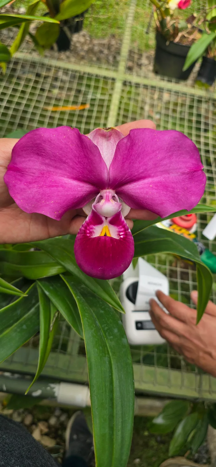 PHRAGMIPEDIUM KOVACHII  'HERMES 3'