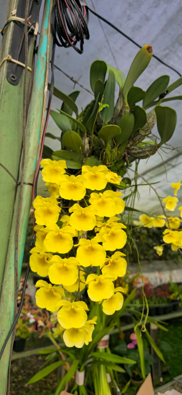 DENDROBIUM AGREGATUM  'FCC/AOS'