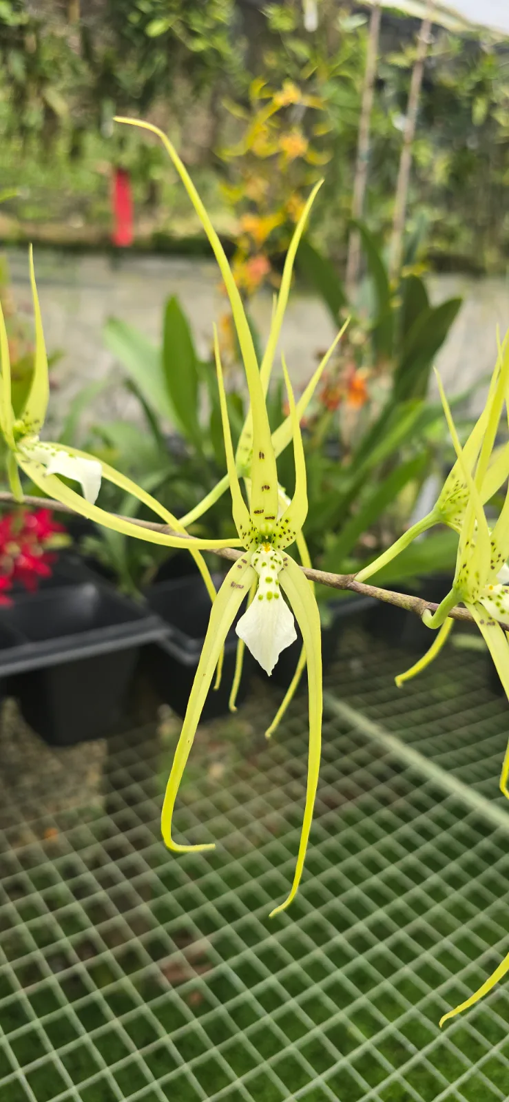BRASSIA VERRUCOSA  