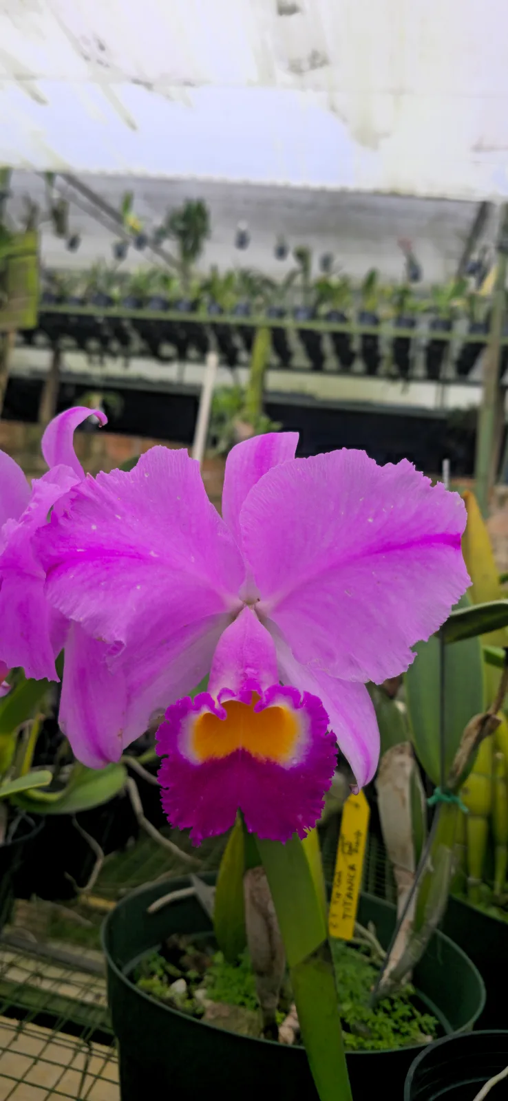 CATTLEYA TRIANAE TIPO 'TITANICA'