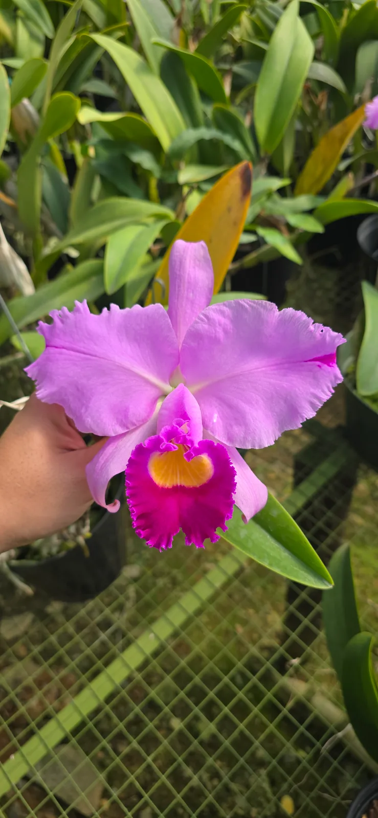 CATTLEYA TRIANAE TIPO 'ELIASAS'
