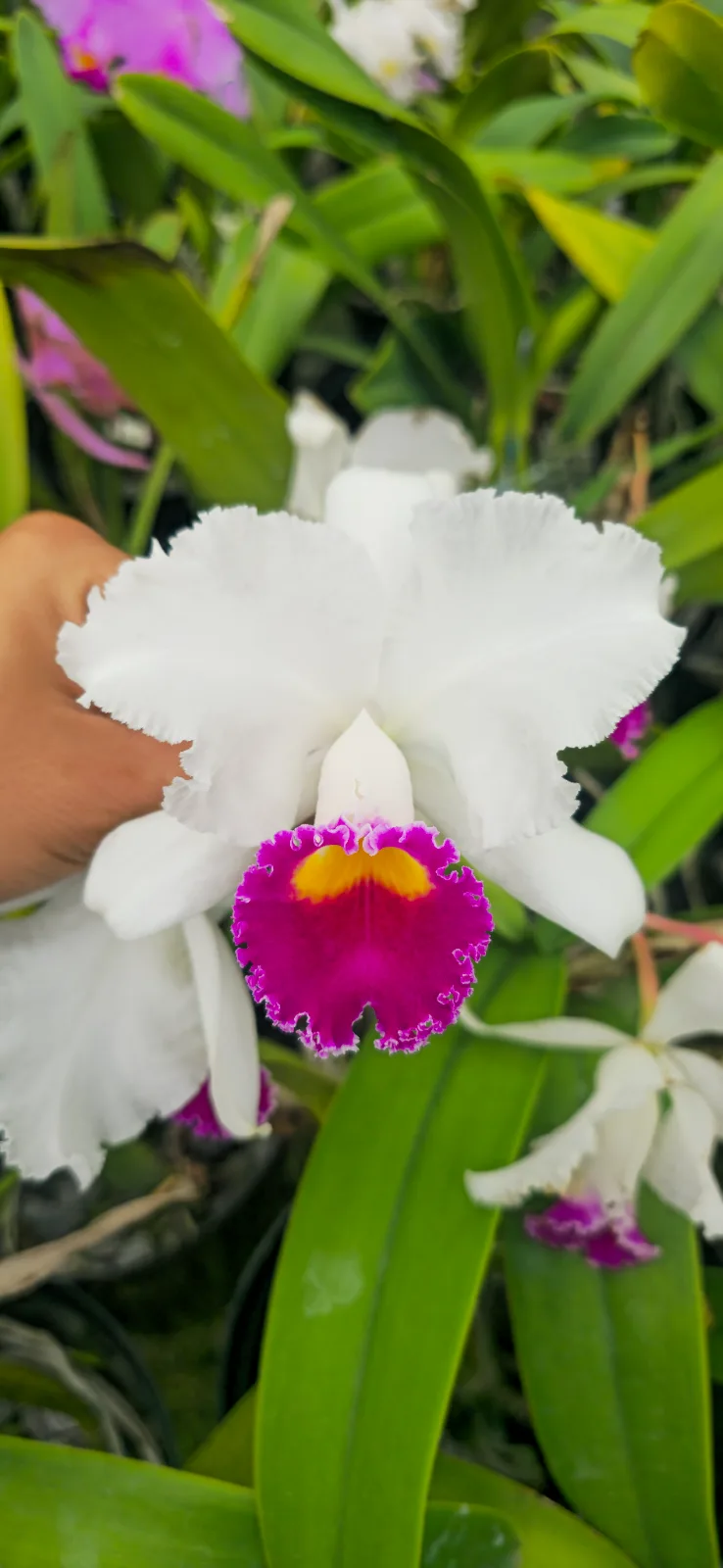 CATTLEYA TRIANAE SEMI-ALBA 'AGATA'